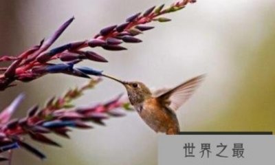 ​世界上最小的鸟是啥鸟