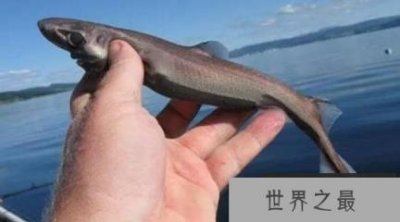 ​世界上最弱的鲨鱼，体长仅有30厘米