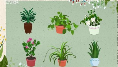 ​啤酒浇花适合哪些植物