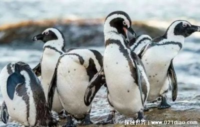 ​非洲有企鹅吗，万万没想到真的有(目前已成为濒危动物)