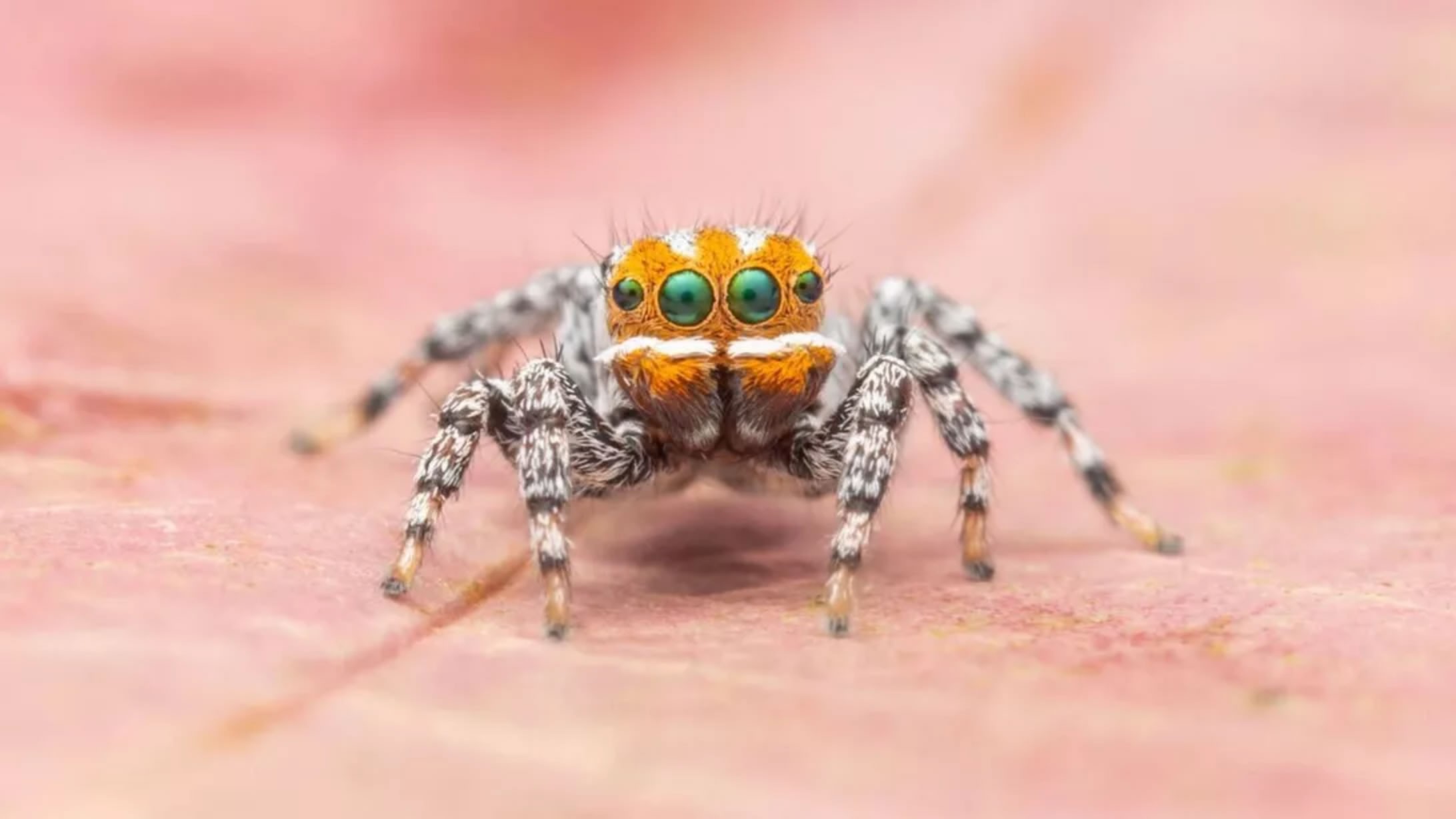 澳大利亚发现孔雀蜘蛛一个新品种Maratus nemo