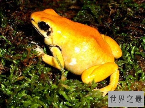 世界上毒性最强的黄金箭毒蛙，1g毒液可使15000人毙命