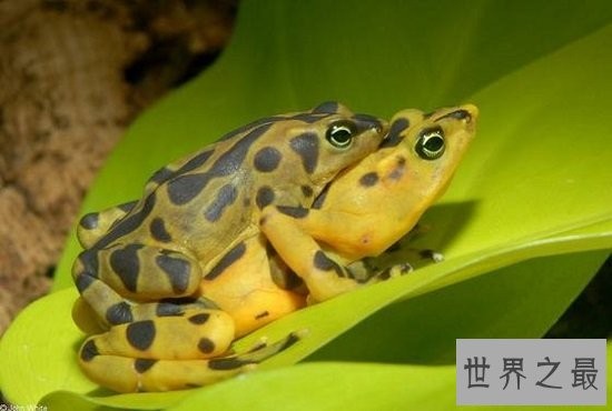 世界上毒性最强的黄金箭毒蛙，1g毒液可使15000人毙命