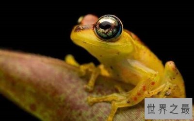 ​世界上毒性最强的黄金箭毒蛙，1g毒液可使15000人毙命