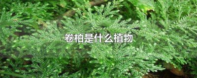 ​卷柏是什么植物 卷柏是什么植物是蕨类植物吗