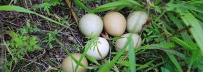 ​野鸡蛋没有符合什么人吃?