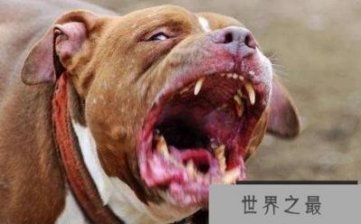 ​世界上最恐怖的狗——比特犬