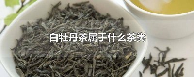 ​白牡丹茶饼属于什么茶类型 茶饼白牡丹是什么茶