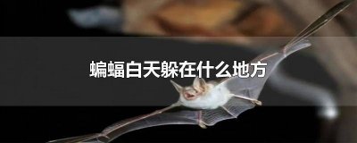 ​蝙蝠会会躲在家里的什么地方 蝙蝠会躲在房间哪里