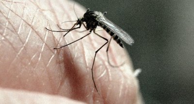 ​《昆虫科学杂志》：昆虫学家用象蚊对付白纹伊蚊