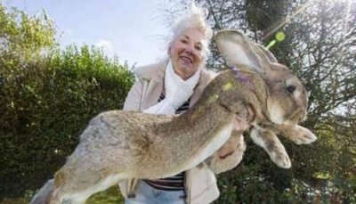 ​世界上最大的兔子图片