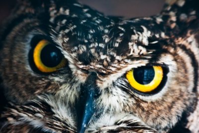 ​为什么金雕打不过猫头鹰：大型猫头鹰凶猛(力量悬殊大)