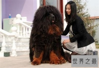 ​獒王是什么 世界上最大的獒王介绍