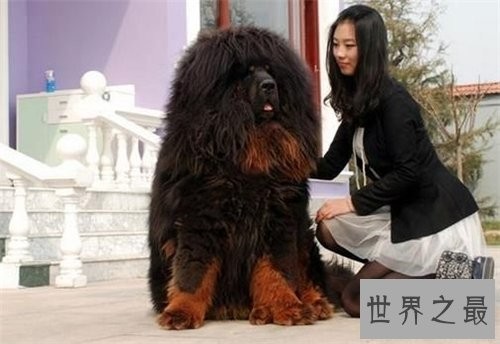 獒王是什么 世界上最大的獒王介绍