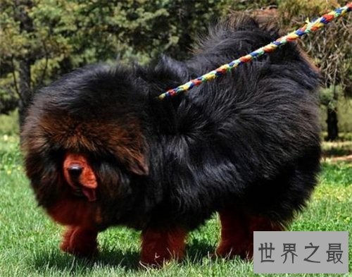 獒王是什么 世界上最大的獒王介绍