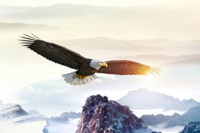 ​老鹰是哪个国家的国宝：美国和俄罗斯的象征(并不是国宝)