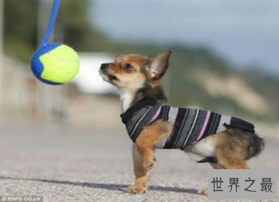 盘点世界上最小的狗 10厘米的吉娃娃捧在手心刚刚好