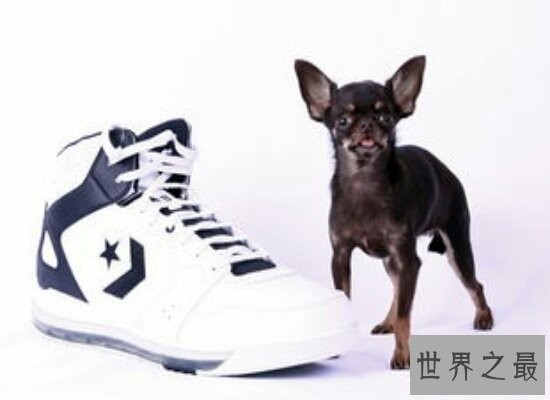 盘点世界上最小的狗 10厘米的吉娃娃捧在手心刚刚好