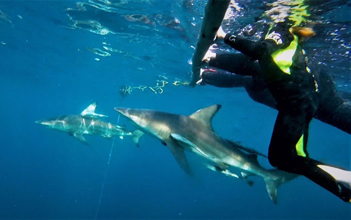 南非鲨鱼专家Mia Vorster在Aliwal Shoal水域拍摄到黑鳍鲨似正在吞食另一头鲨鱼