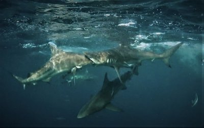 ​南非鲨鱼专家Mia Vorster在Aliwal Shoal水域拍摄到黑鳍鲨似正在吞食另一头鲨