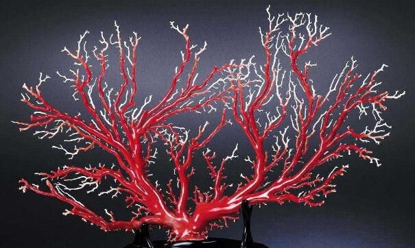 世界上最珍贵的珊瑚（台湾红珊瑚几乎件件都是精品，蜡质光滑，红如牛血）(2)_