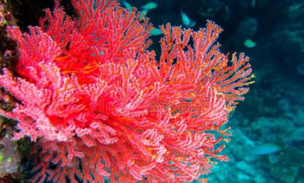 世界上最珍贵的珊瑚（台湾红珊瑚几乎件件都是精品，蜡质光滑，红如牛血）(1)_