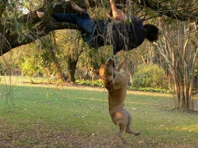 南非最凶猛的獒犬，三分钟即可秒杀比特藏獒，凶猛异常！