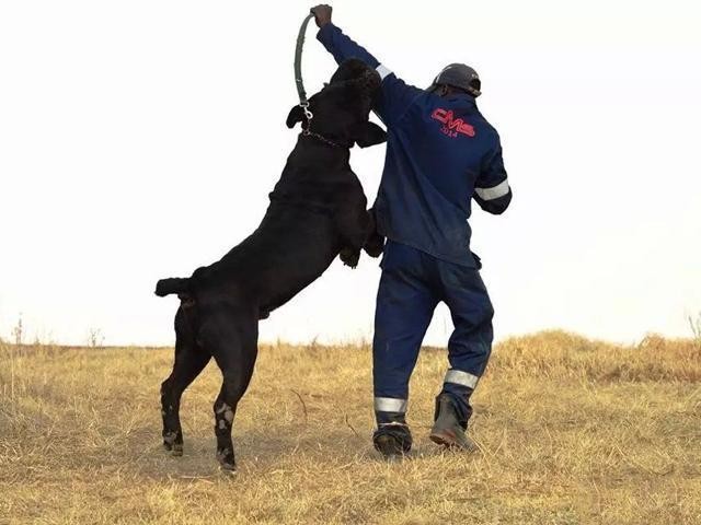 南非最凶猛的獒犬，三分钟即可秒杀比特藏獒，凶猛异常！