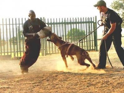 ​南非最凶猛的獒犬，三分钟即可秒杀比特藏獒，凶猛异常！