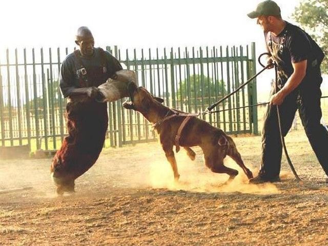 南非最凶猛的獒犬，三分钟即可秒杀比特藏獒，凶猛异常！