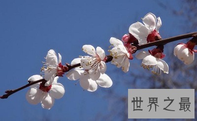 中国国花为何迟迟不定？论国花的最深层意义