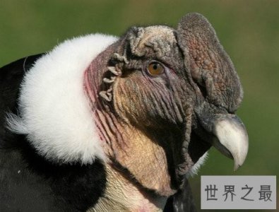 ​世界上最大的猛禽，安第斯神鹫(安第斯文明之魂)