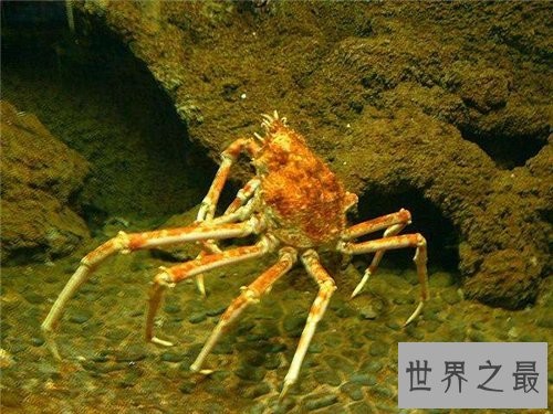 日本蜘蛛蟹长相怪异体型最大 已成为美味的盘中餐