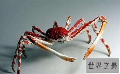 ​日本蜘蛛蟹长相怪异体型最大 已成为美味的盘中餐