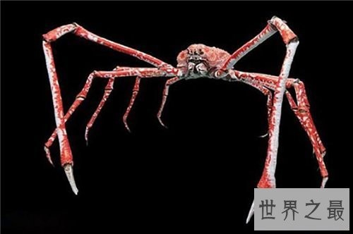 日本蜘蛛蟹长相怪异体型最大 已成为美味的盘中餐