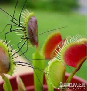 ​世界上真的有食人草，胃口太小只能吃小动物(捕食瞬间动图)