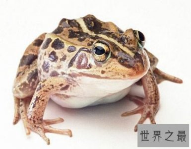 ​世界上专门用来吃的青蛙,稻香蛙（改良版虎纹蛙）