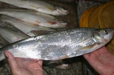 ​翘嘴鱼多少钱一斤?20到30元一斤(野生40到60元每斤)