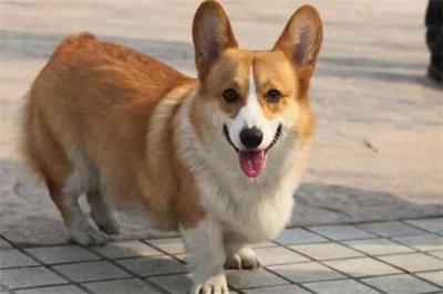 ​柯基犬价格大概多少钱一只?一千元起(性格温顺)