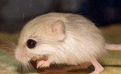 ​世界最小跳鼠