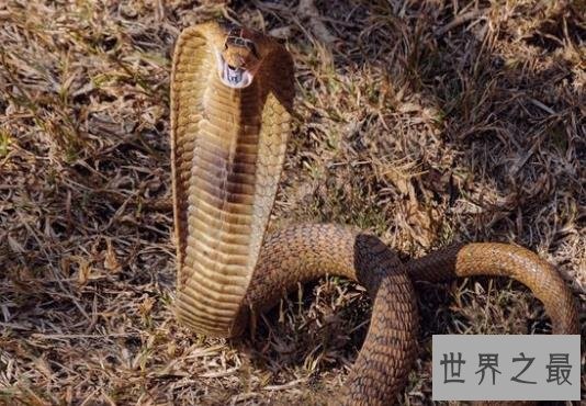 世界上最不可思议的婚姻，人与尸体与眼镜蛇结婚