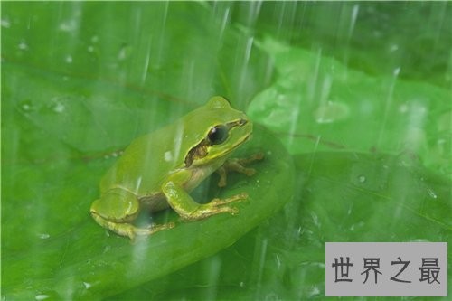 哪些动物冬眠 适合冬眠的温度以及环境