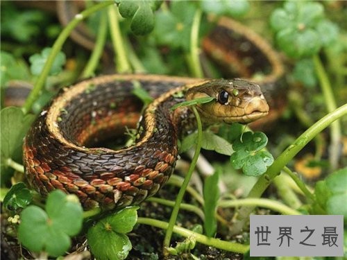 哪些动物冬眠 适合冬眠的温度以及环境