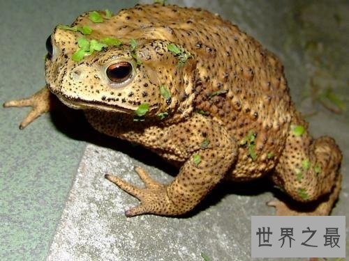 哪些动物冬眠 适合冬眠的温度以及环境