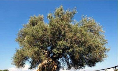 ​世界上最古老的橄榄树