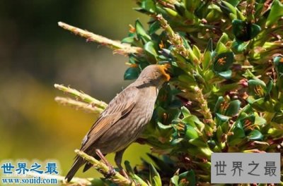 ​世界上最恐怖的植物，食羊树可以吃掉山羊