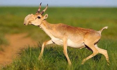 ​高鼻羚羊的体貌特征（最特别的就是硕大隆起的鼻腔）