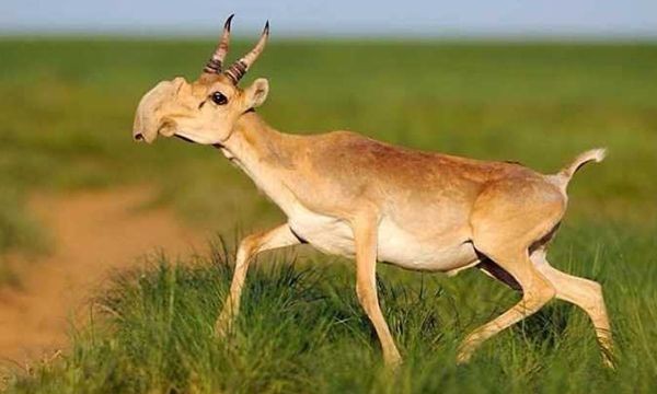 高鼻羚羊的体貌特征（最特别的就是硕大隆起的鼻腔）(1)_