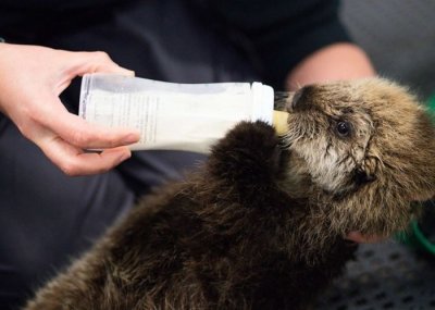 ​美国两水獭孤儿与母亲失散 获水族馆收留重获新生