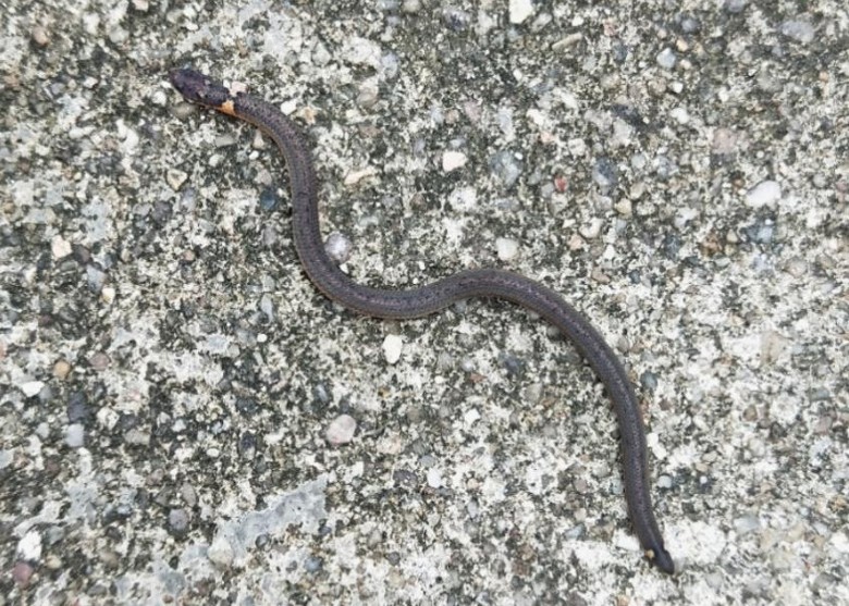 广东省韶关市始兴县南山省级自然保护区发现稀有钝尾两头蛇